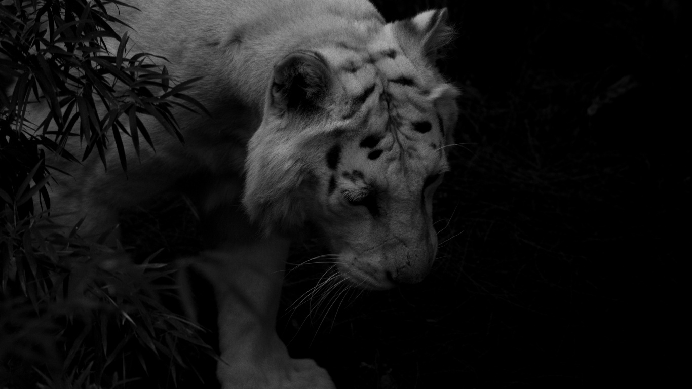 Grayscale Photo of White Tiger. Wallpaper in 1366x768 Resolution