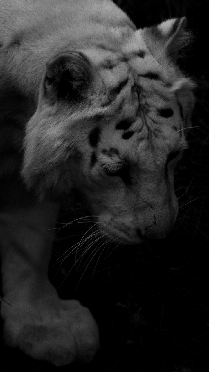 Grayscale Photo of White Tiger. Wallpaper in 720x1280 Resolution