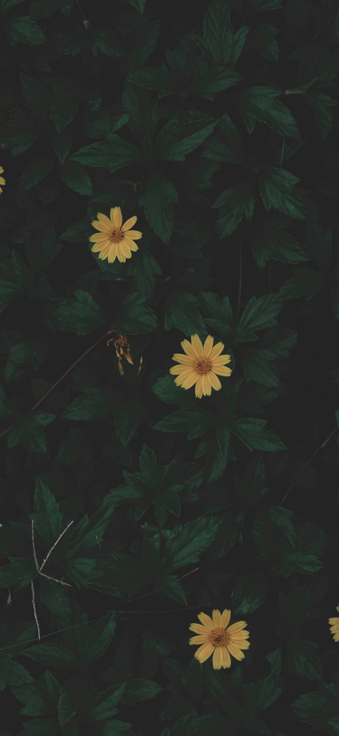 Flores Blancas y Amarillas Con Hojas Verdes. Wallpaper in 1125x2436 Resolution