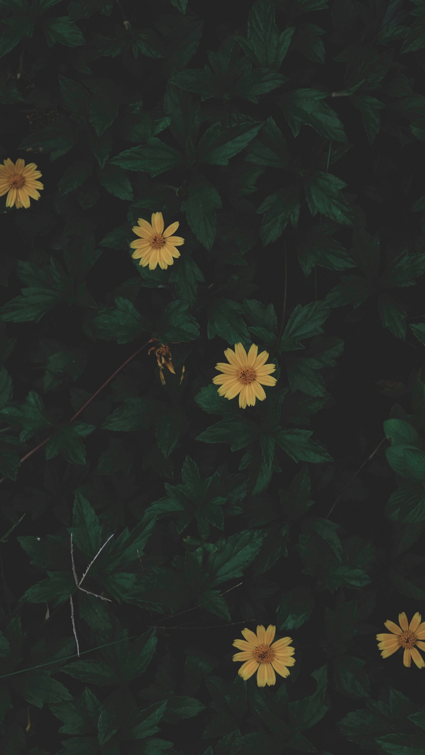 Flores Blancas y Amarillas Con Hojas Verdes. Wallpaper in 1440x2560 Resolution