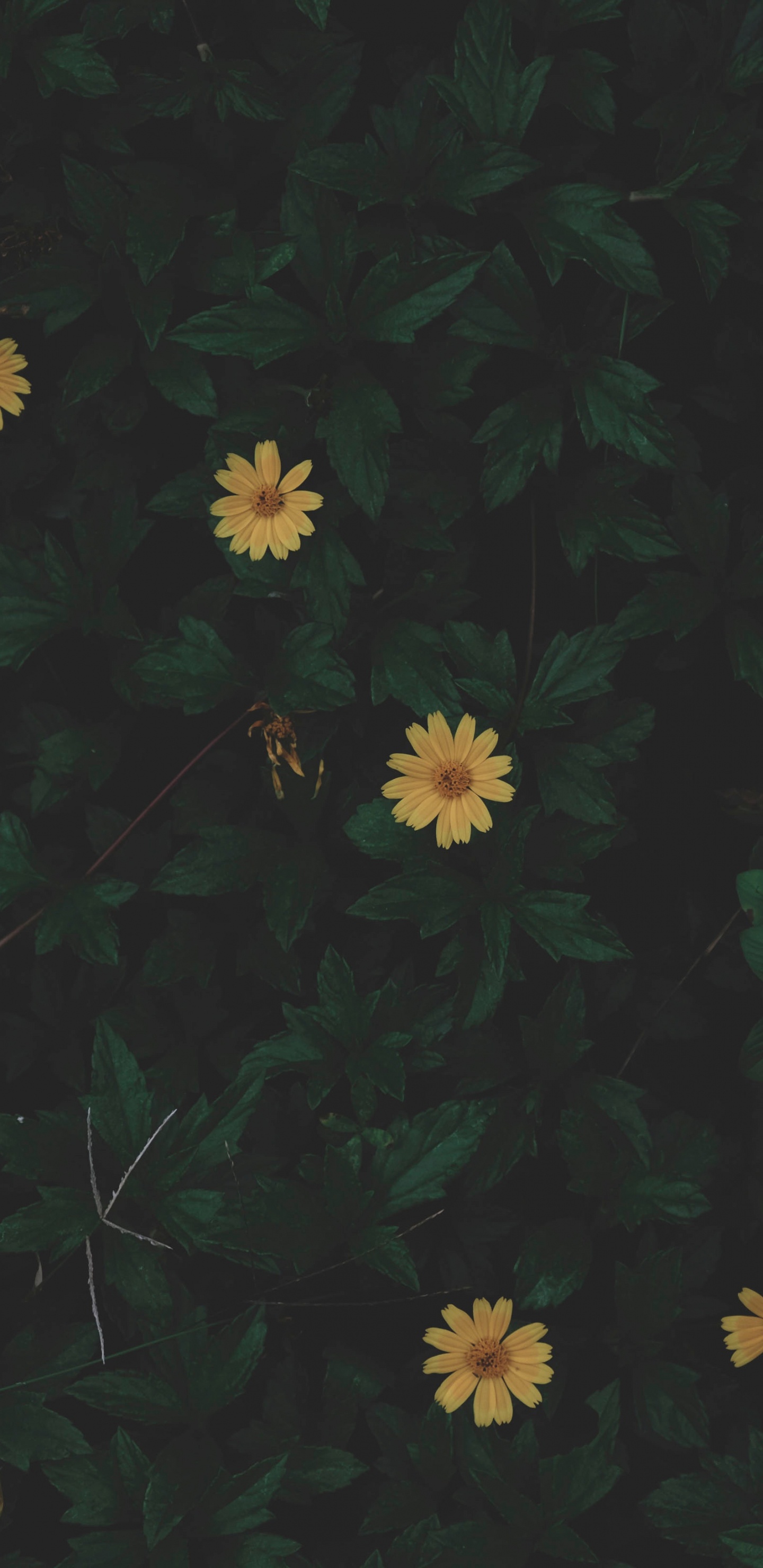 Flores Blancas y Amarillas Con Hojas Verdes. Wallpaper in 1440x2960 Resolution