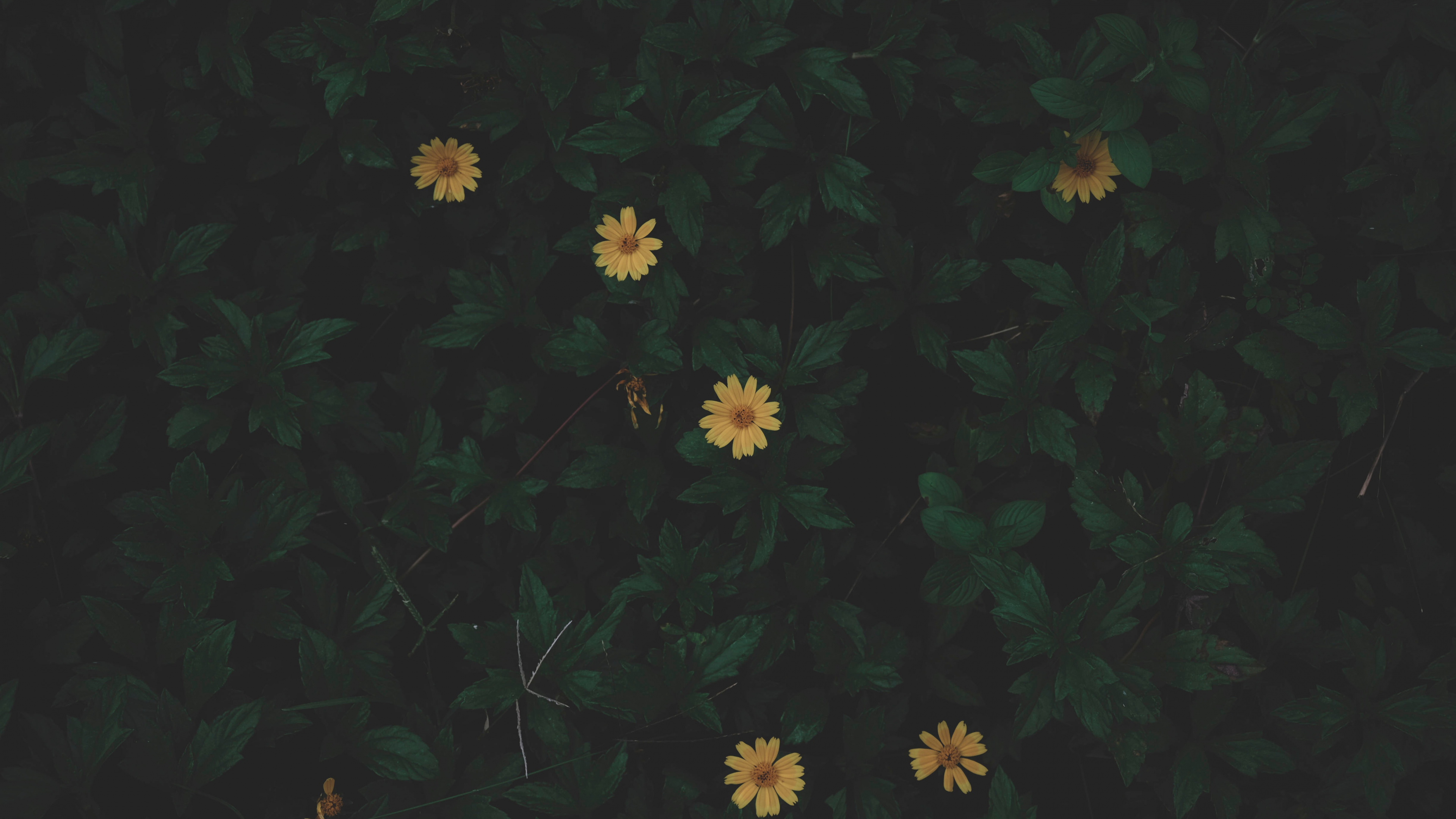 Flores Blancas y Amarillas Con Hojas Verdes. Wallpaper in 3840x2160 Resolution