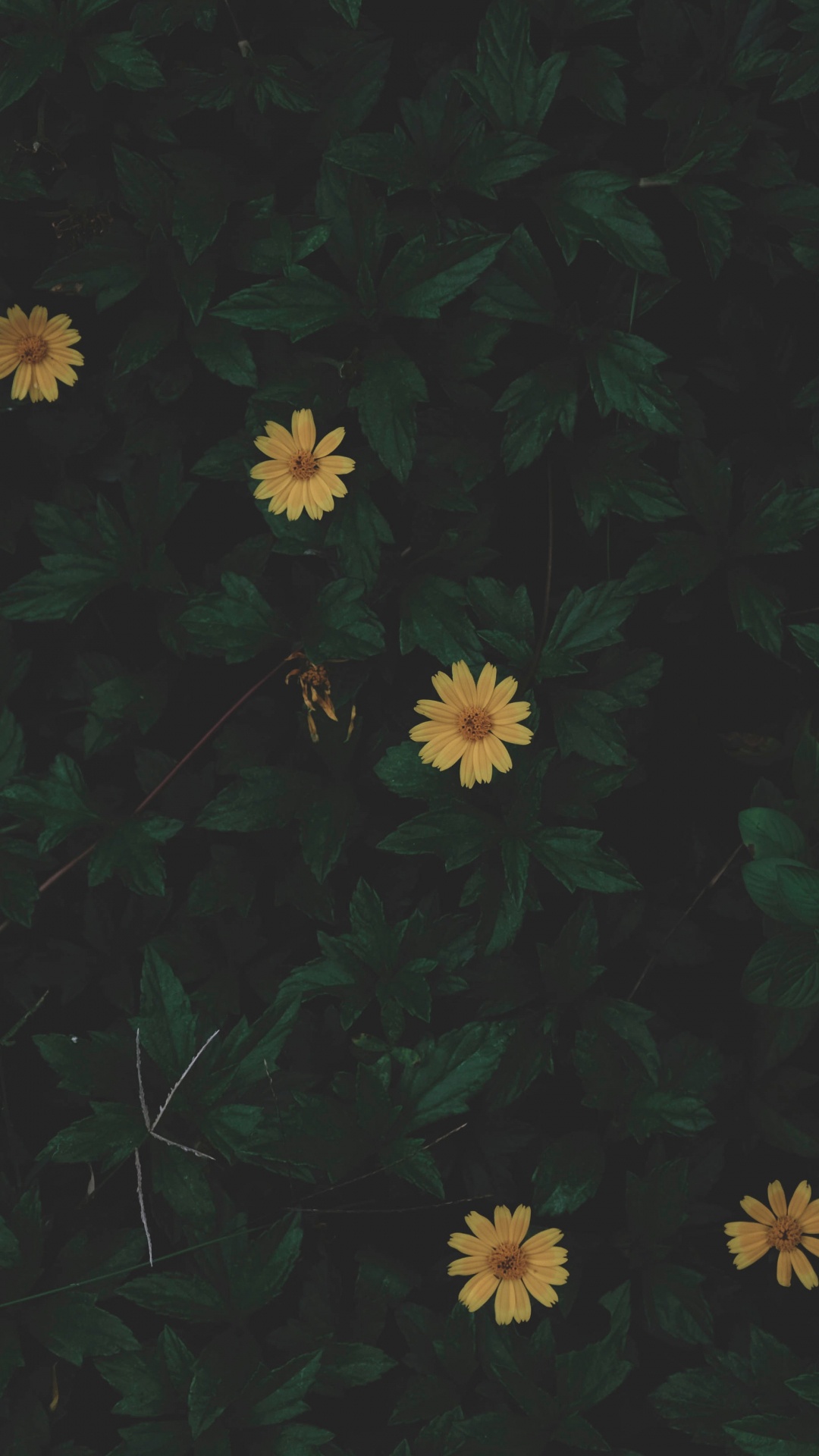 White and Yellow Flowers With Green Leaves. Wallpaper in 1080x1920 Resolution