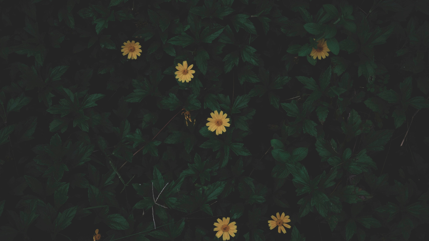 Weiße Und Gelbe Blüten Mit Grünen Blättern. Wallpaper in 1366x768 Resolution