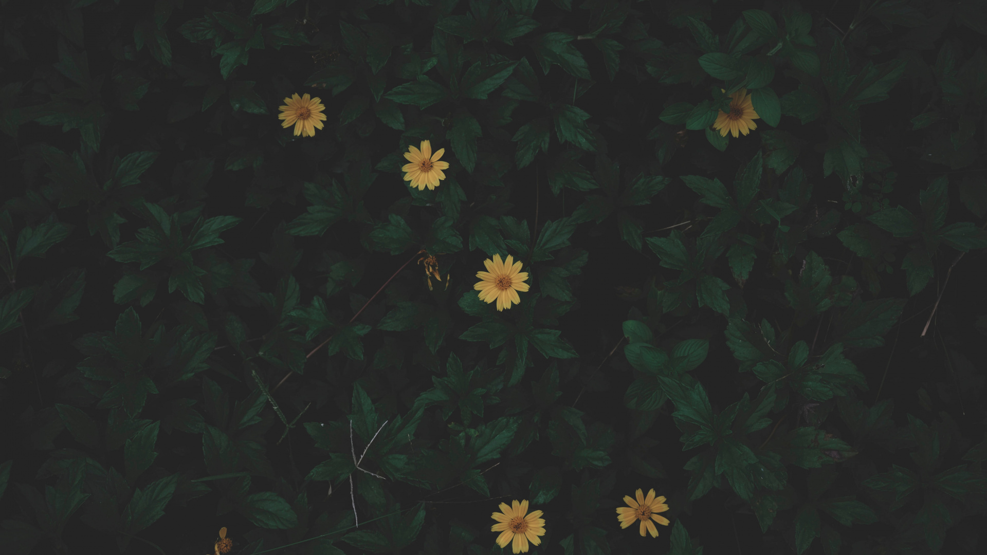 Fleurs Blanches et Jaunes Avec Des Feuilles Vertes. Wallpaper in 1920x1080 Resolution