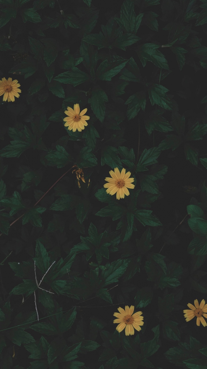 Fleurs Blanches et Jaunes Avec Des Feuilles Vertes. Wallpaper in 720x1280 Resolution