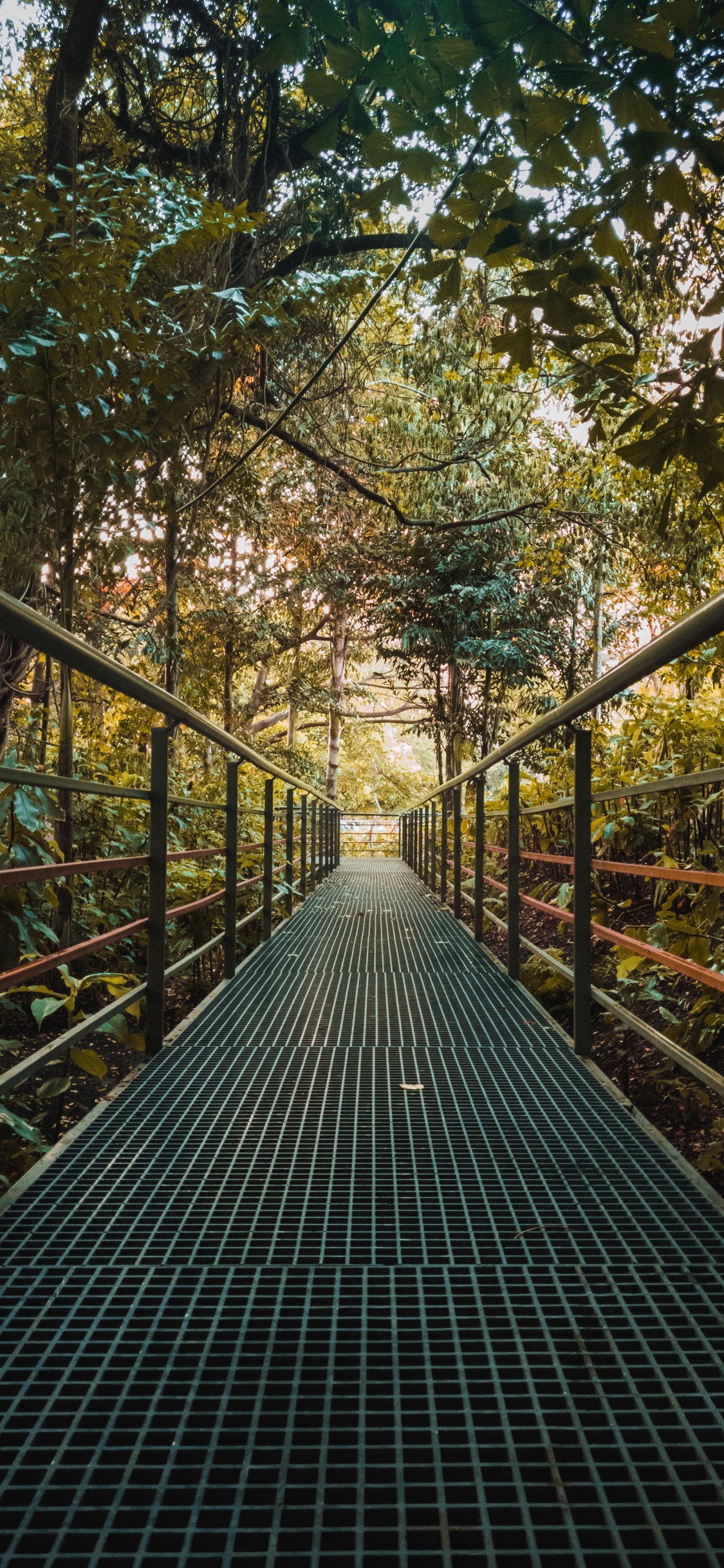 Brown Wooden Bridge Surrounded by Trees. Wallpaper in 1125x2436 Resolution