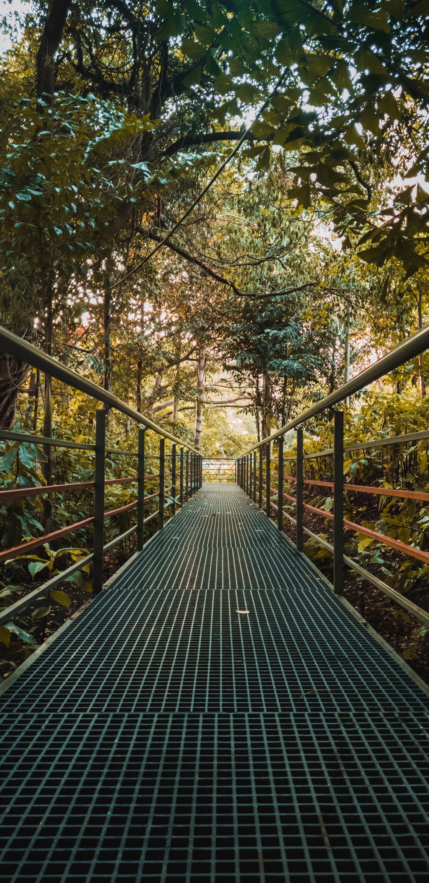 Brown Wooden Bridge Surrounded by Trees. Wallpaper in 1440x2960 Resolution