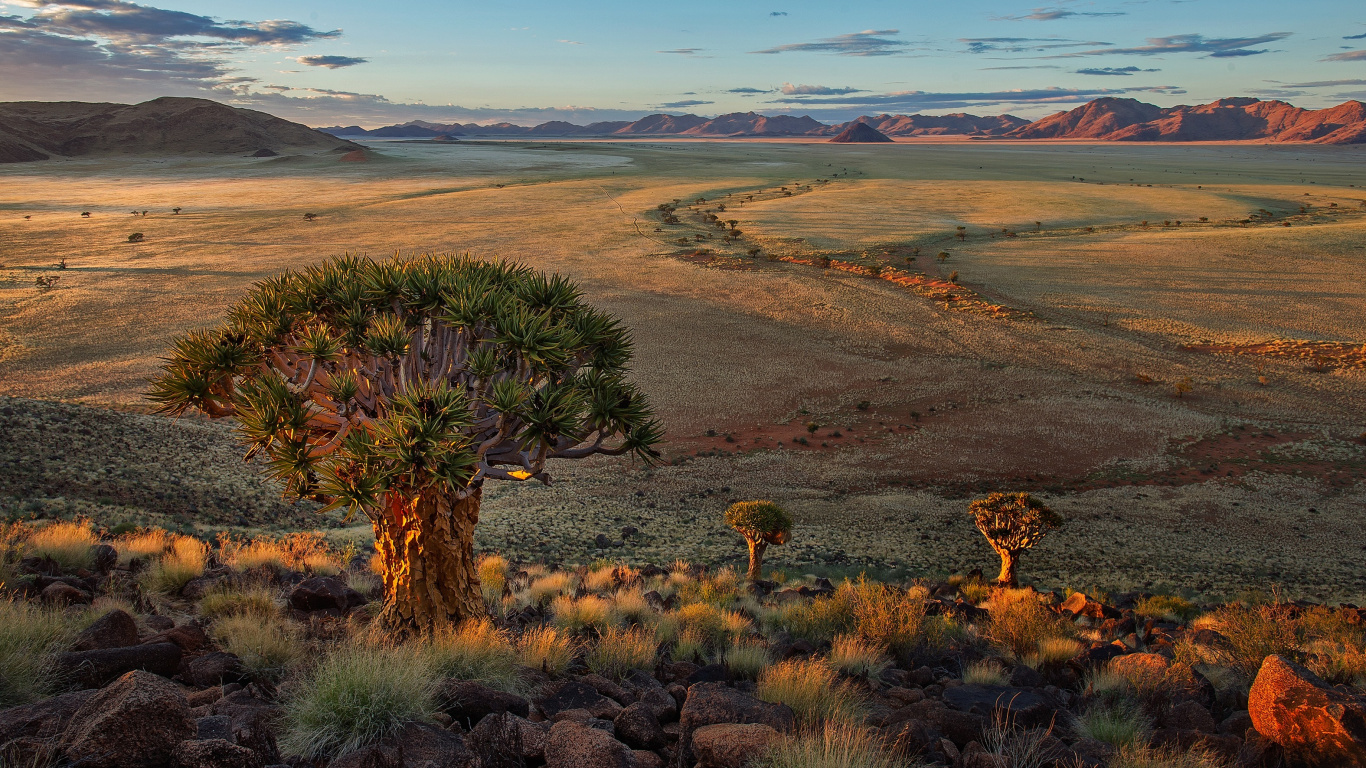 Green Cactus on Brown Field During Daytime. Wallpaper in 1366x768 Resolution