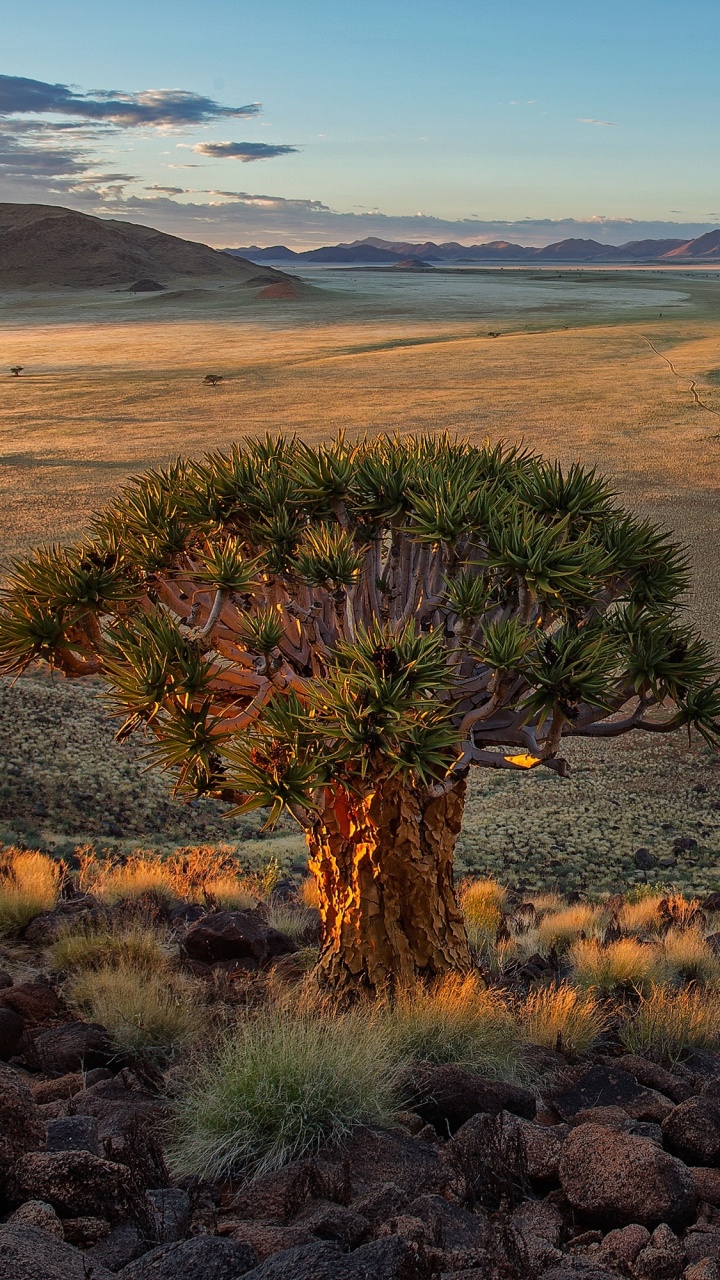 Cactus Verde en Campo Marrón Durante el Día. Wallpaper in 720x1280 Resolution