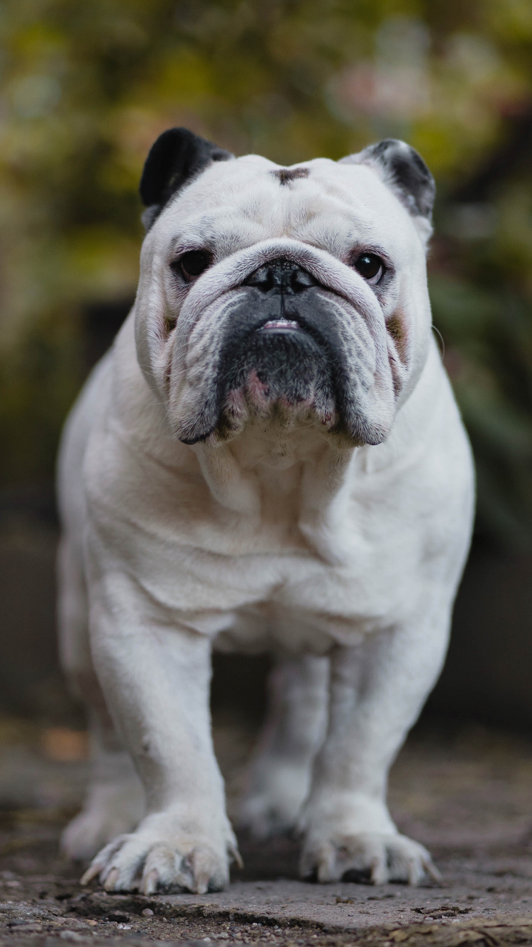 Chiot Bouledogue Anglais Blanc et Brun Sur Terre Brune. Wallpaper in 750x1334 Resolution