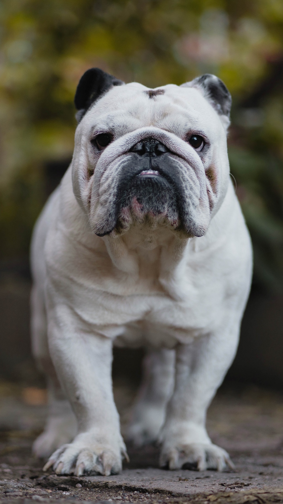 White and Brown English Bulldog Puppy on Brown Dirt. Wallpaper in 1080x1920 Resolution
