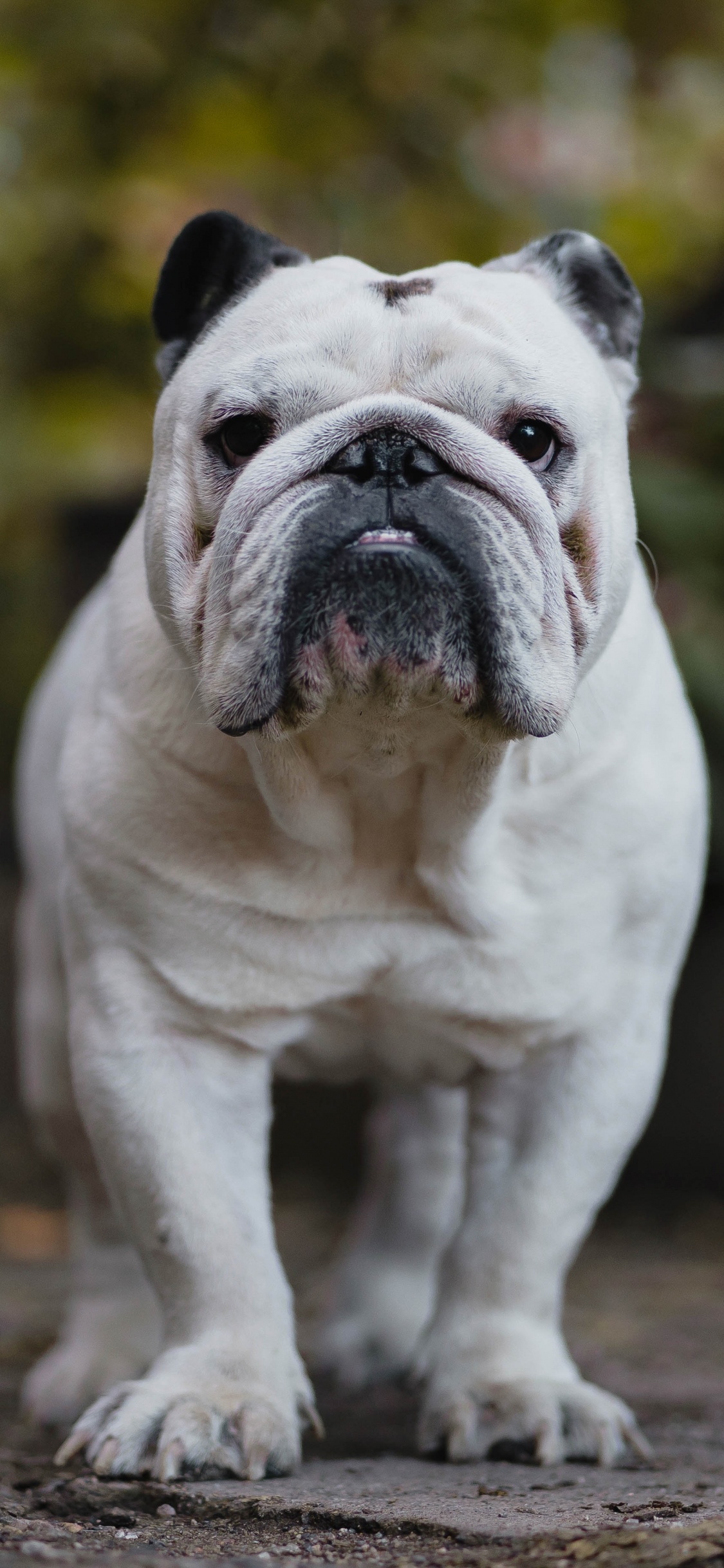 White and Brown English Bulldog Puppy on Brown Dirt. Wallpaper in 1125x2436 Resolution