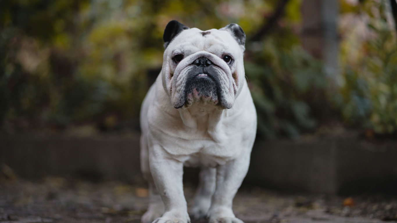 White and Brown English Bulldog Puppy on Brown Dirt. Wallpaper in 1366x768 Resolution