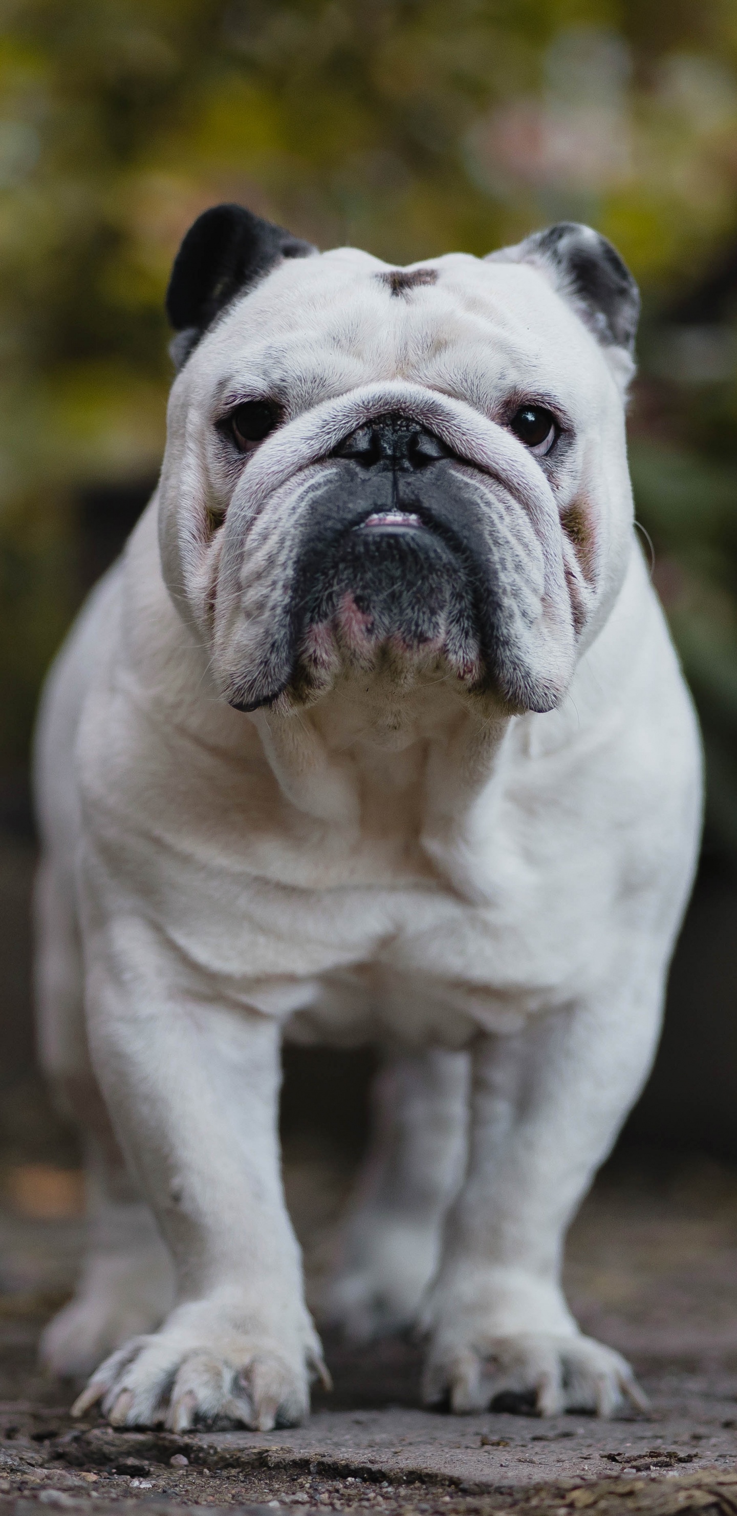 White and Brown English Bulldog Puppy on Brown Dirt. Wallpaper in 1440x2960 Resolution
