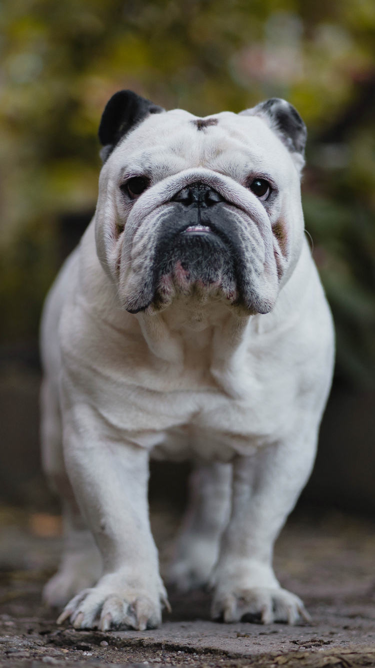 White and Brown English Bulldog Puppy on Brown Dirt. Wallpaper in 750x1334 Resolution
