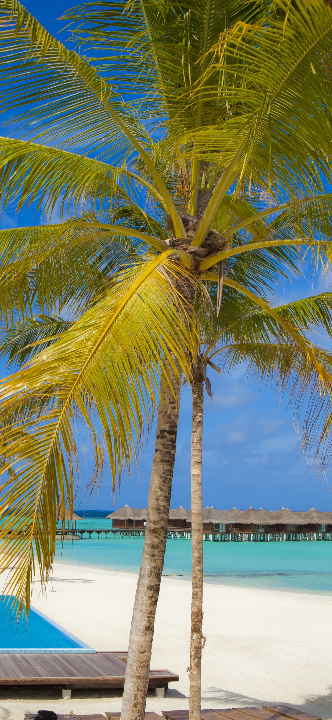 Palmier Près de la Plage Pendant la Journée. Wallpaper in 1125x2436 Resolution