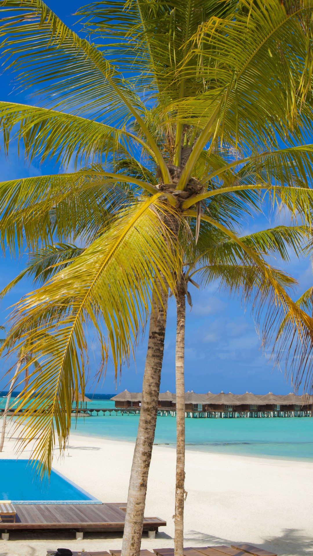 Palm Tree Near Beach During Daytime. Wallpaper in 1080x1920 Resolution