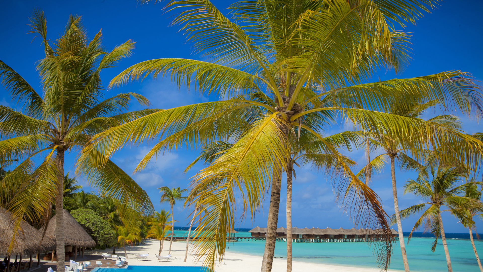 Palm Tree Near Beach During Daytime. Wallpaper in 1920x1080 Resolution