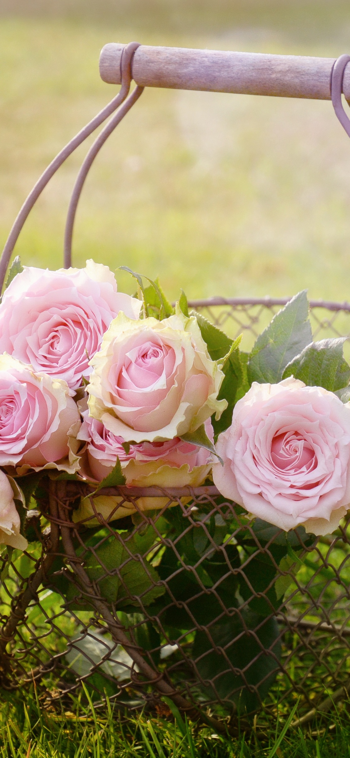 Pink Roses in Black Metal Basket on Green Grass Field During Daytime. Wallpaper in 1125x2436 Resolution