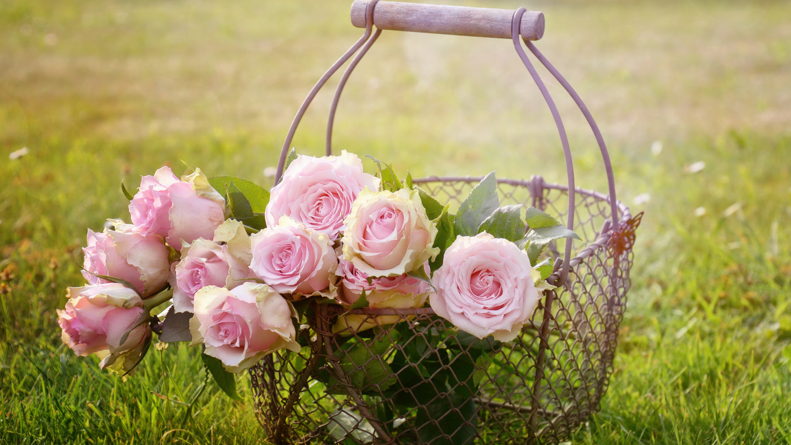 Pink Roses in Black Metal Basket on Green Grass Field During Daytime. Wallpaper in 2560x1440 Resolution