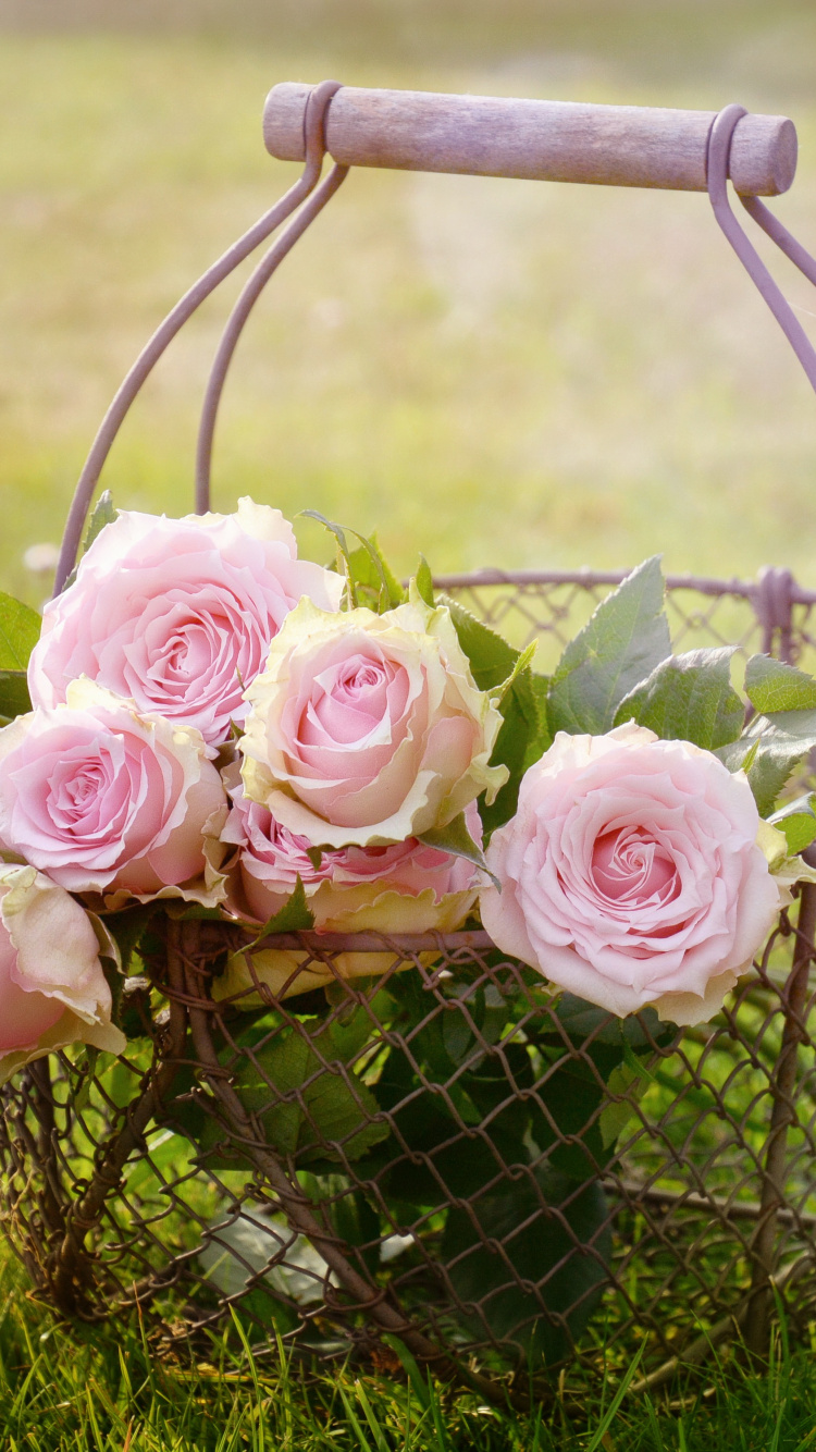 Pink Roses in Black Metal Basket on Green Grass Field During Daytime. Wallpaper in 750x1334 Resolution