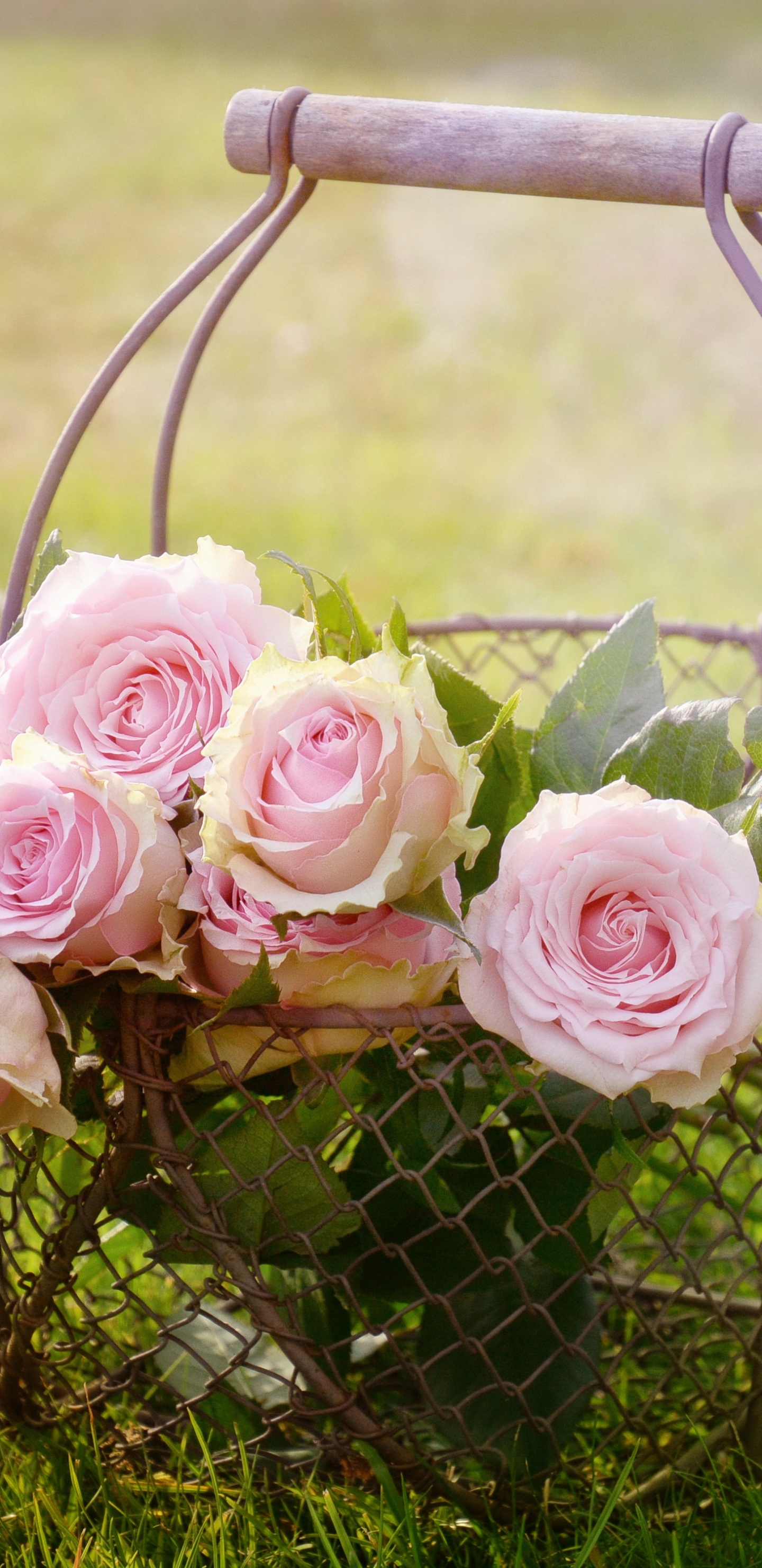 Rosas Rosas en Canasta de Metal Negro Sobre el Campo de Hierba Verde Durante el Día. Wallpaper in 1440x2960 Resolution