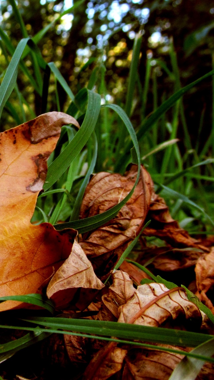 Feuille D'érable Brune Sur L'herbe Verte Pendant la Journée. Wallpaper in 720x1280 Resolution
