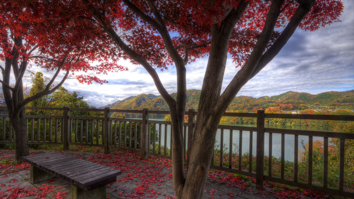 Brown Wooden Bench Near Brown Tree During Daytime. Wallpaper in 1366x768 Resolution