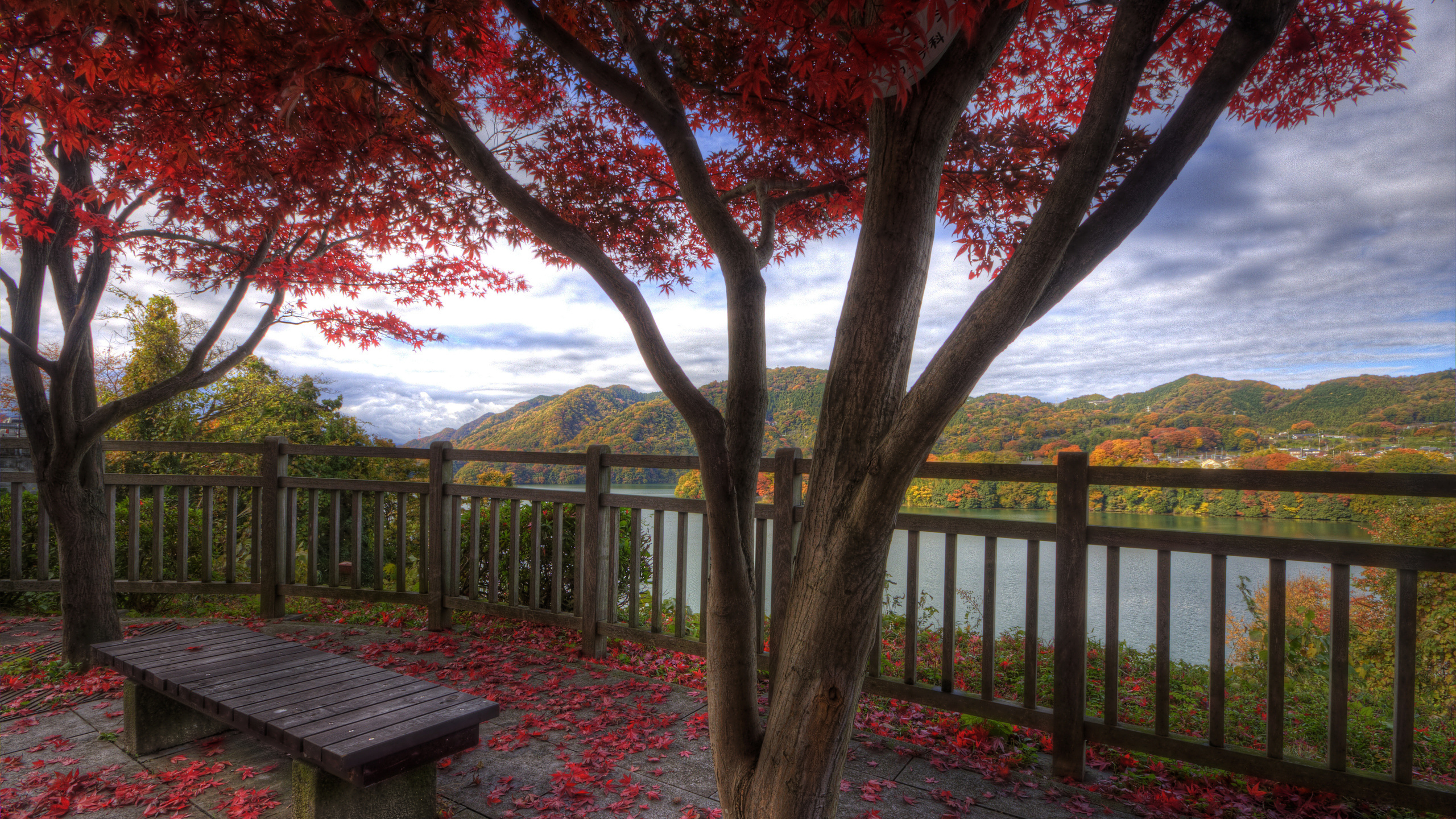 Brown Wooden Bench Near Brown Tree During Daytime. Wallpaper in 2560x1440 Resolution
