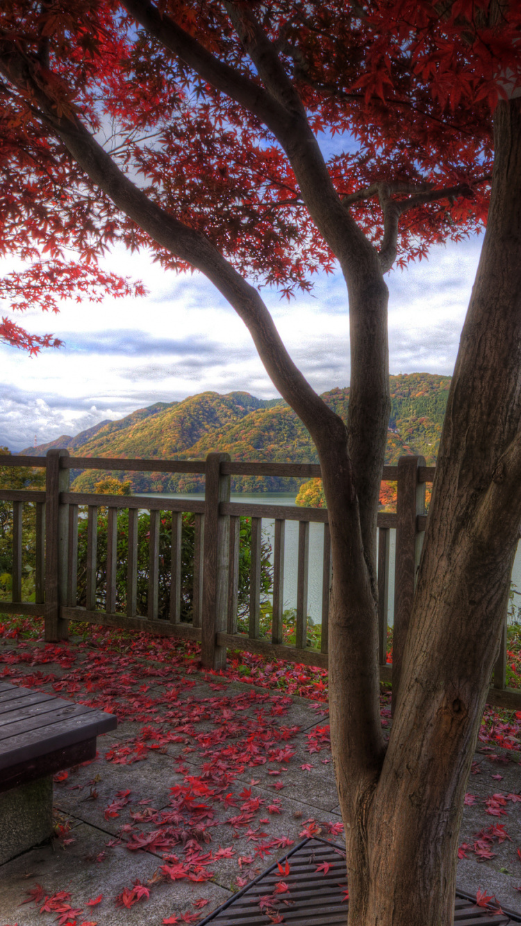 Banco de Madera Marrón Cerca Del Árbol Marrón Durante el Día. Wallpaper in 750x1334 Resolution