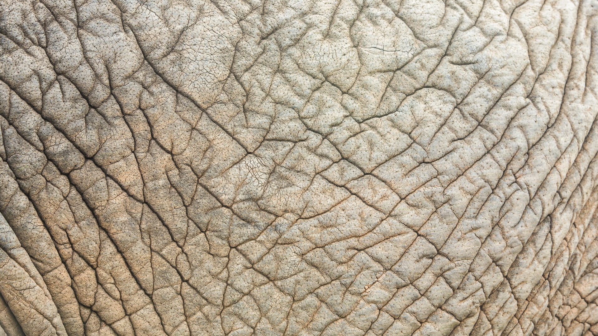 Textile Feuille Gris et Noir. Wallpaper in 1920x1080 Resolution