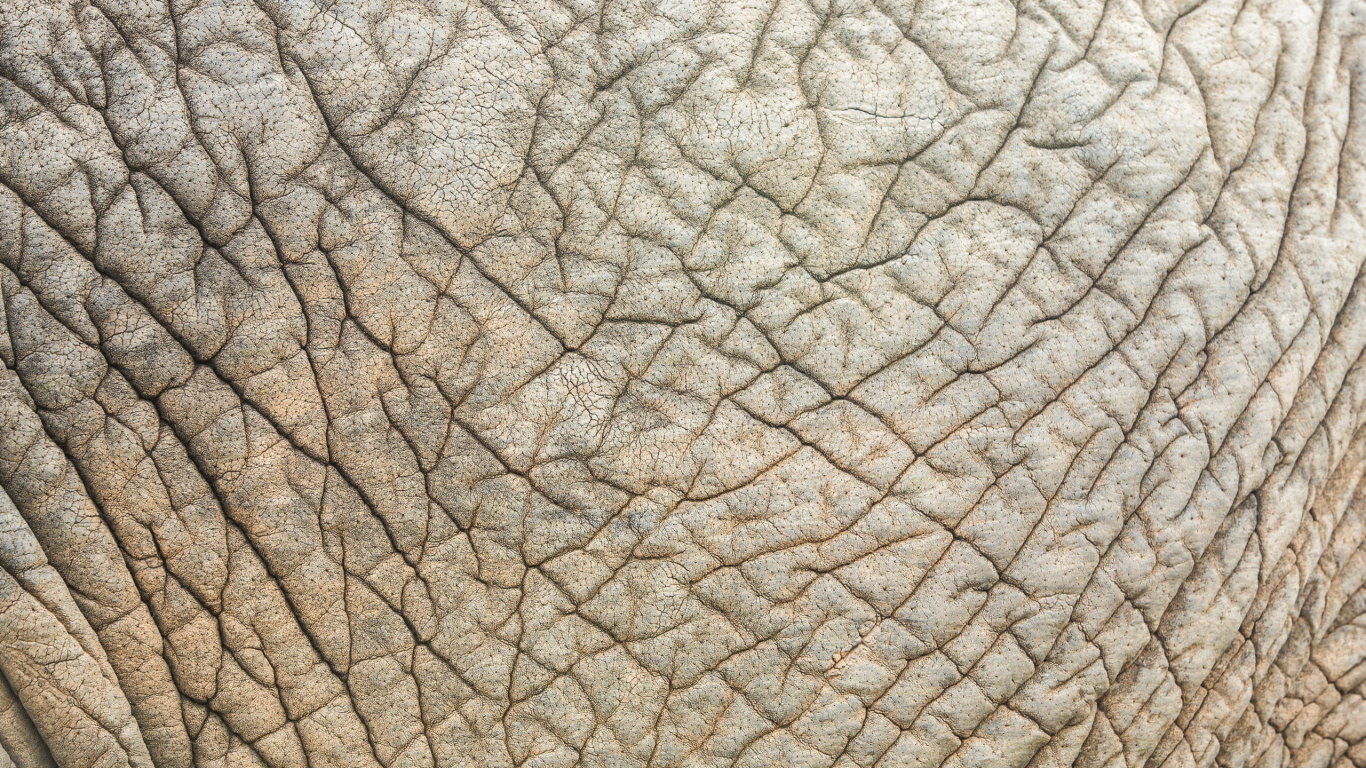 Textil Hoja Gris y Negro. Wallpaper in 1366x768 Resolution