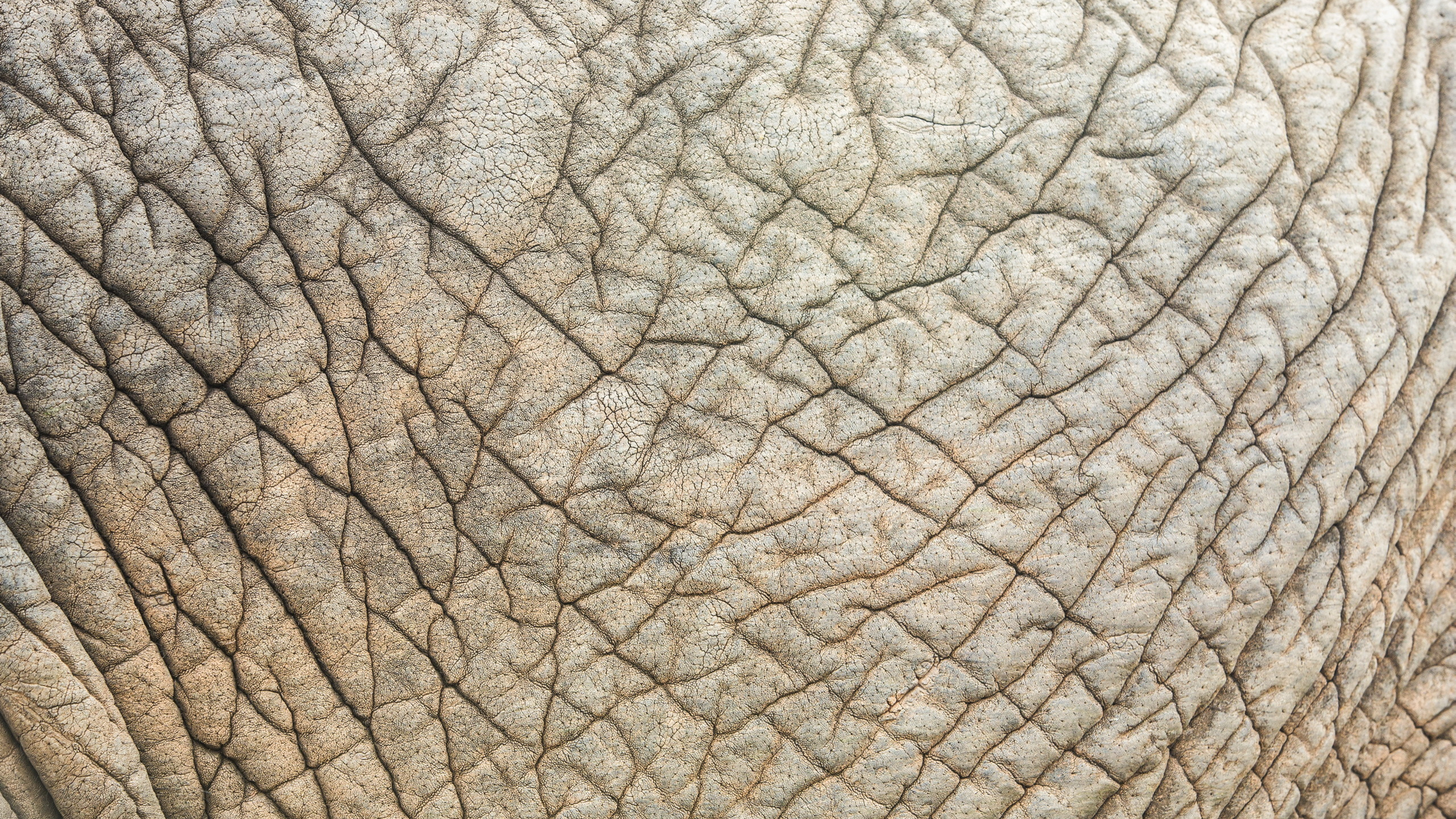 Textil Hoja Gris y Negro. Wallpaper in 2560x1440 Resolution