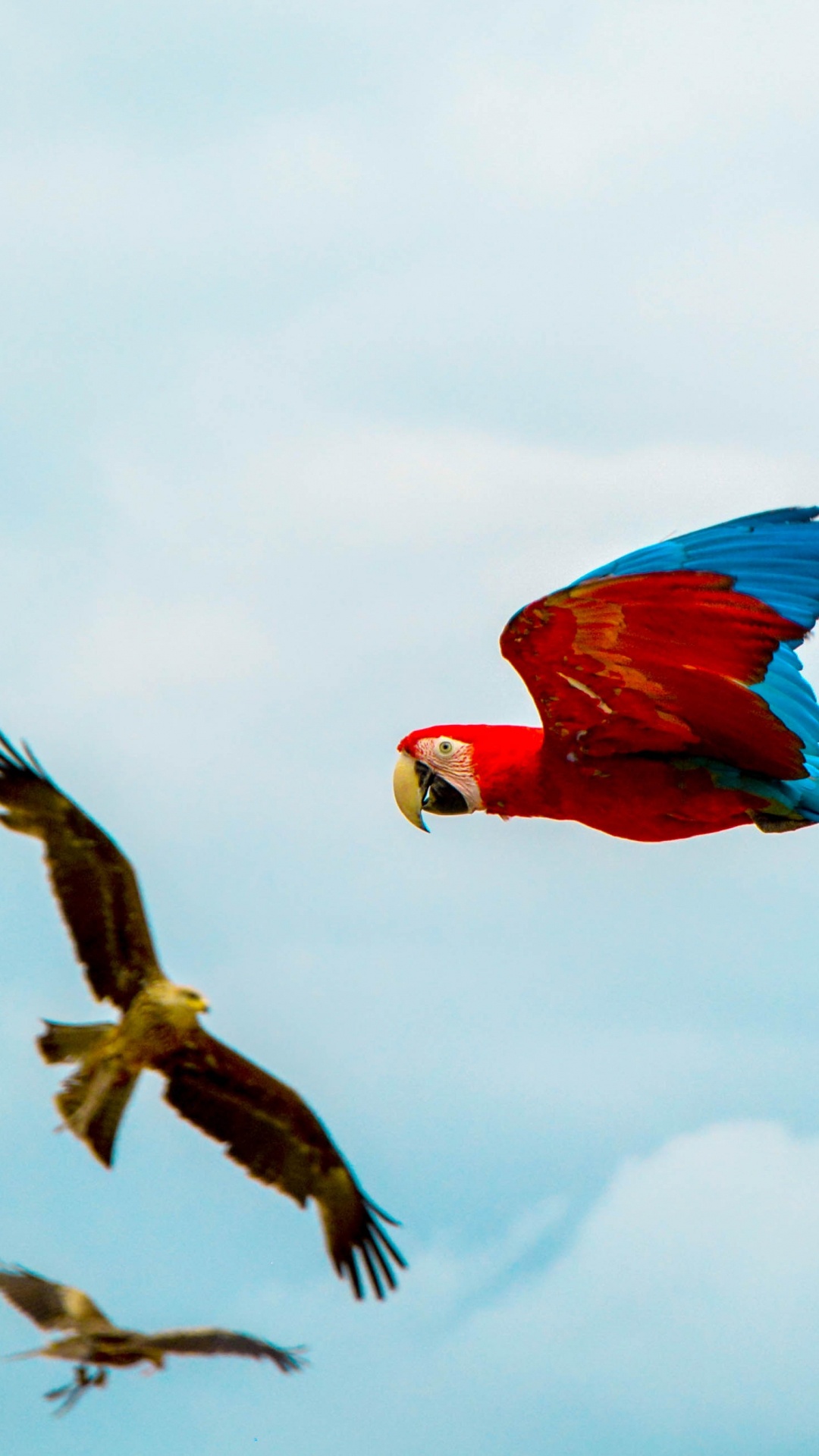 Red Yellow and Blue Parrot Flying Under White Clouds During Daytime. Wallpaper in 1080x1920 Resolution