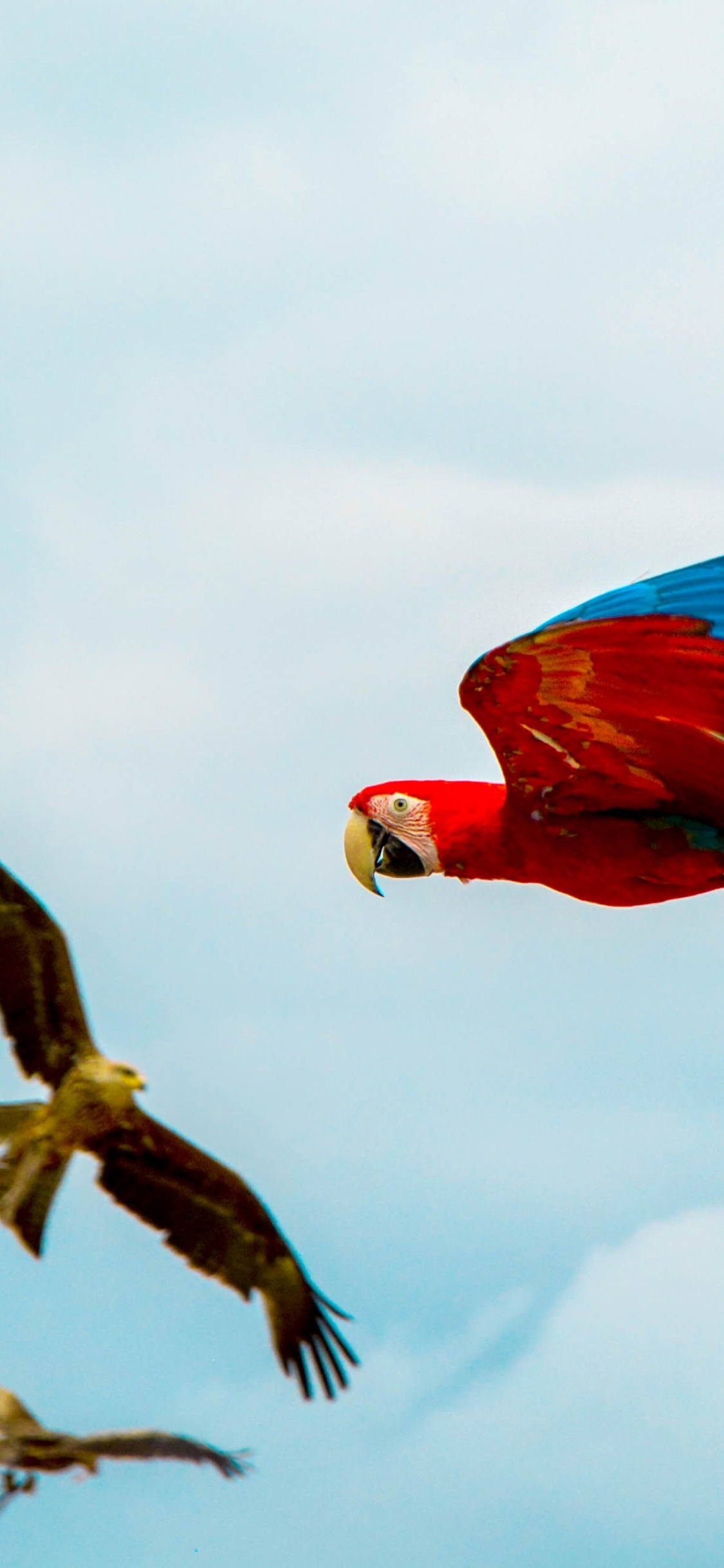 Red Yellow and Blue Parrot Flying Under White Clouds During Daytime. Wallpaper in 1125x2436 Resolution