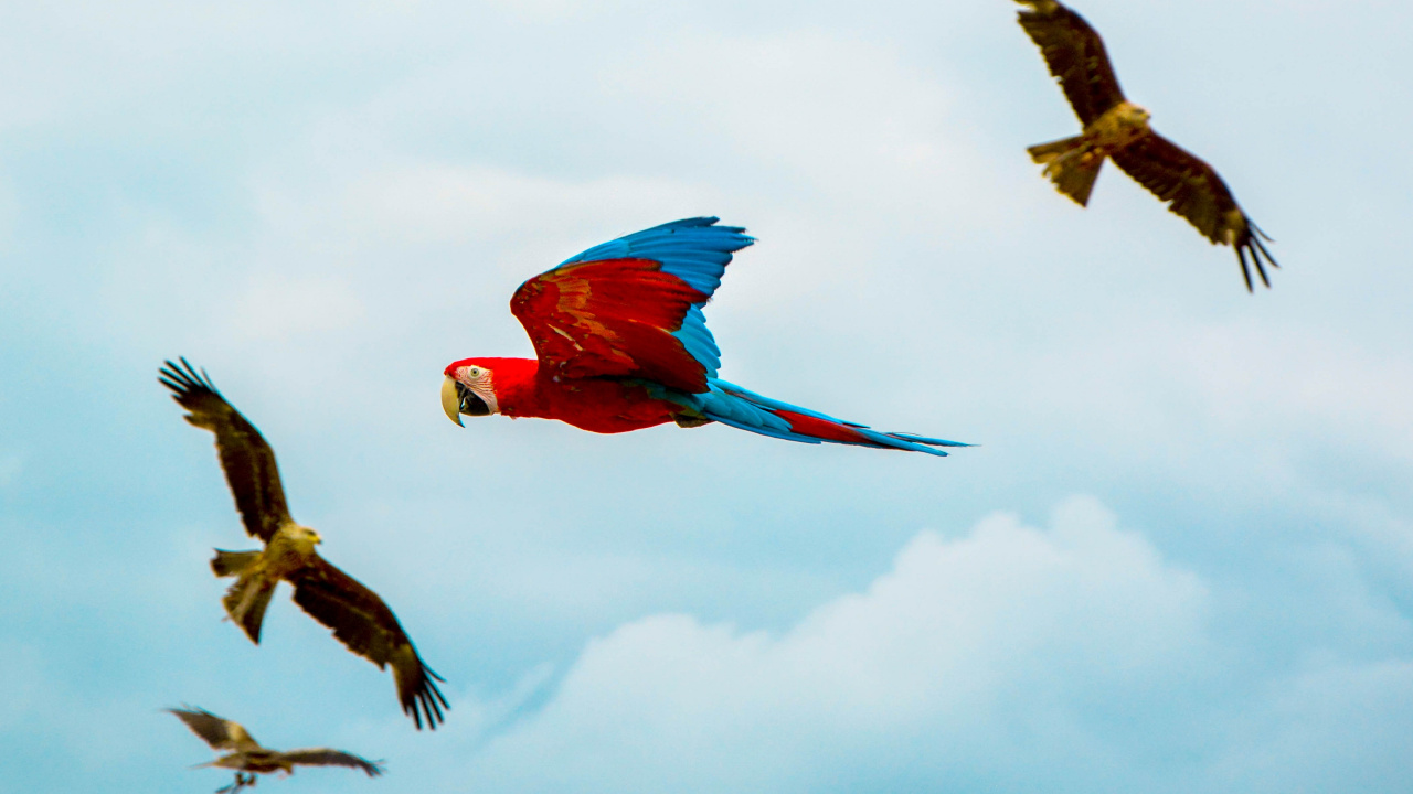 Red Yellow and Blue Parrot Flying Under White Clouds During Daytime. Wallpaper in 1280x720 Resolution