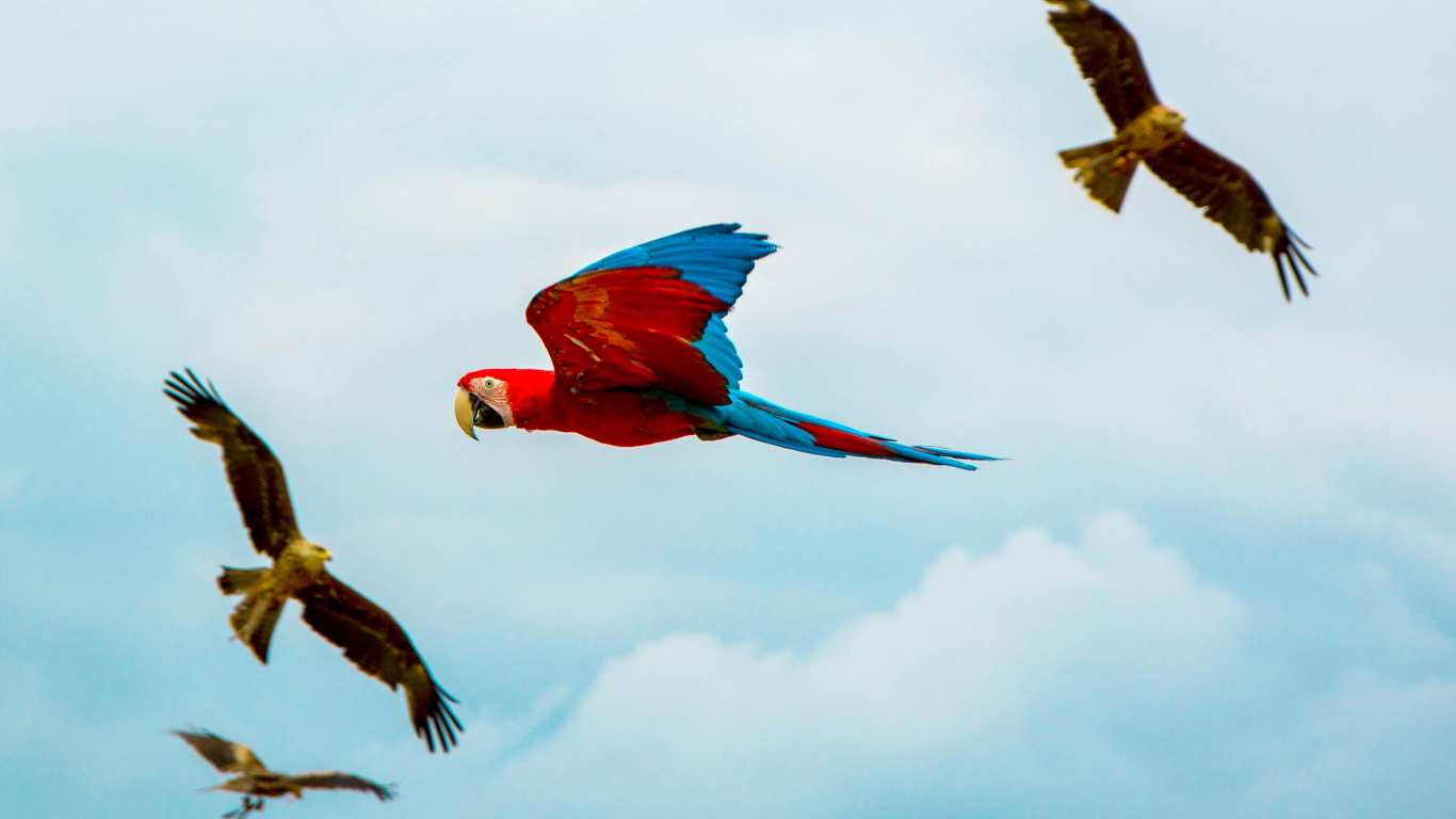 Red Yellow and Blue Parrot Flying Under White Clouds During Daytime. Wallpaper in 1366x768 Resolution