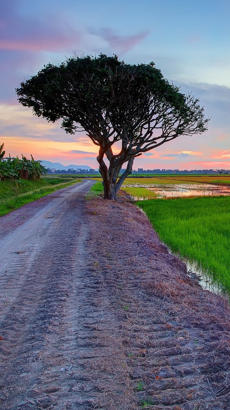 Champ D'herbe Verte et Arbre Pendant la Journée. Wallpaper in 750x1334 Resolution