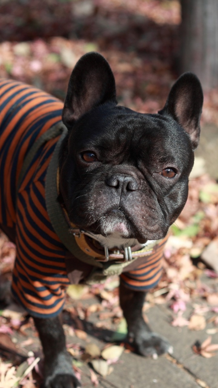 Black Pug Wearing Orange and Black Striped Shirt. Wallpaper in 720x1280 Resolution