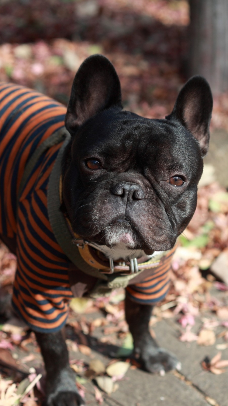 Black Pug Wearing Orange and Black Striped Shirt. Wallpaper in 750x1334 Resolution