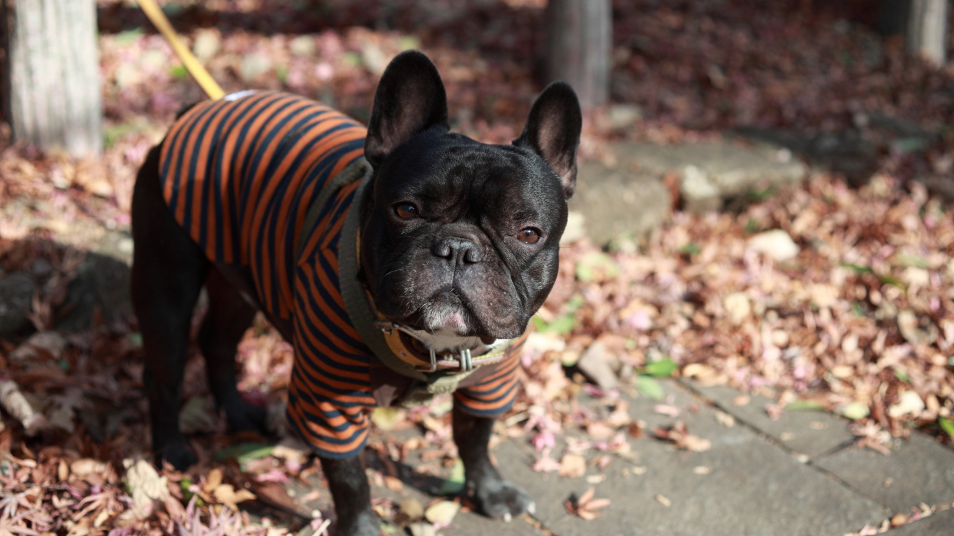 Schwarzer Mops Mit Orange-schwarz Gestreiftem Hemd. Wallpaper in 1366x768 Resolution
