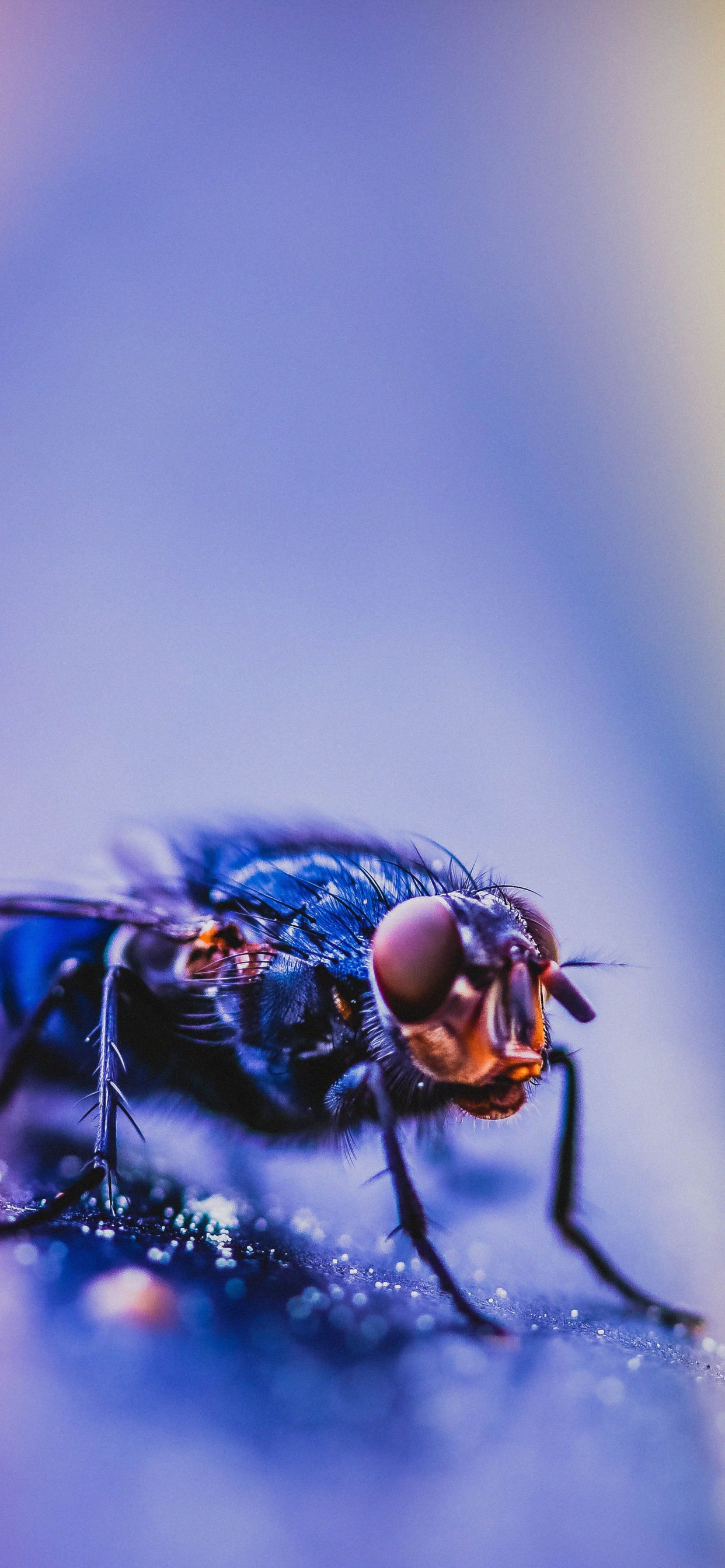 Black Fly Perched on Yellow and Pink Surface in Close up Photography. Wallpaper in 1242x2688 Resolution