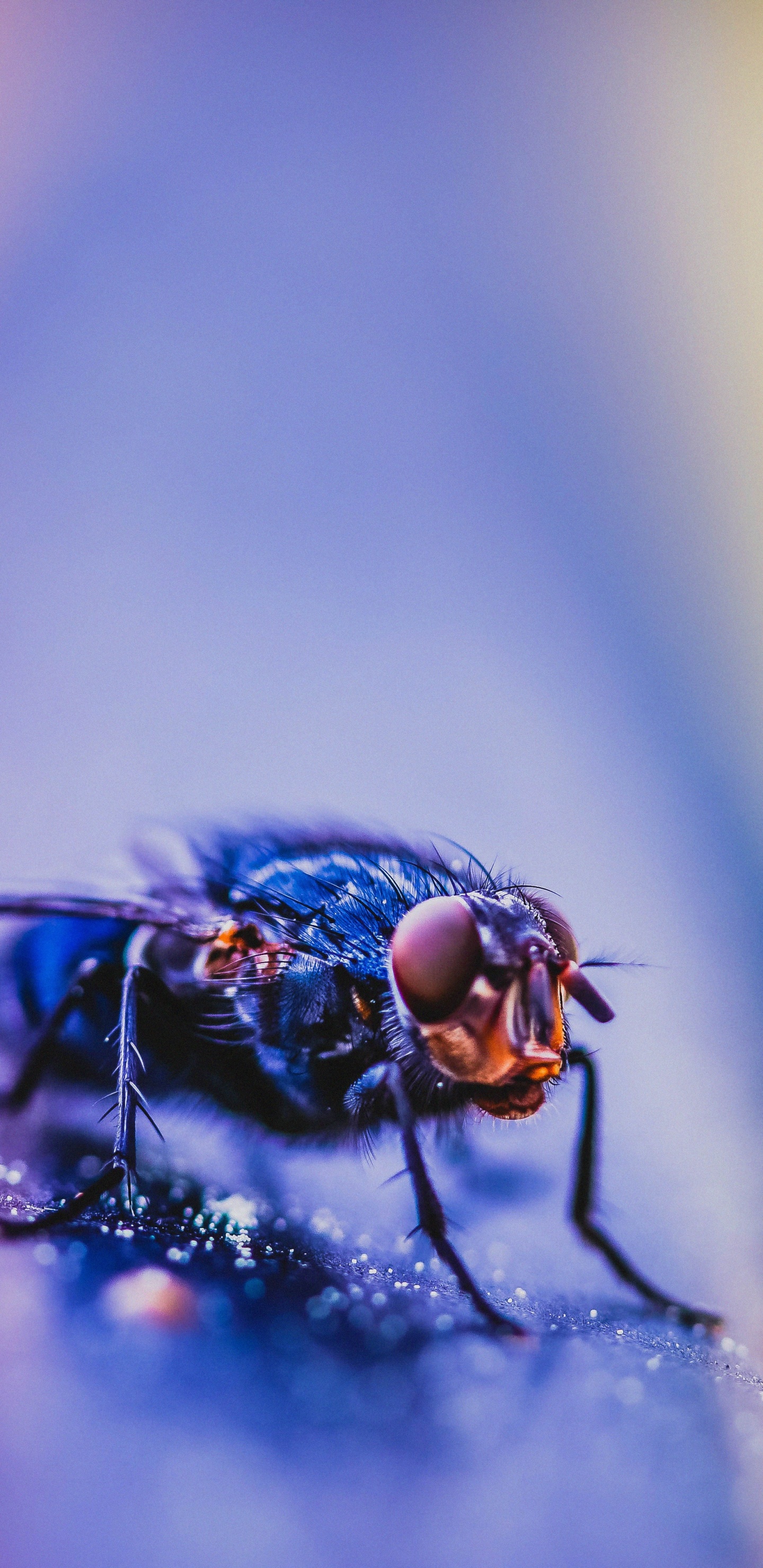 Black Fly Perched on Yellow and Pink Surface in Close up Photography. Wallpaper in 1440x2960 Resolution
