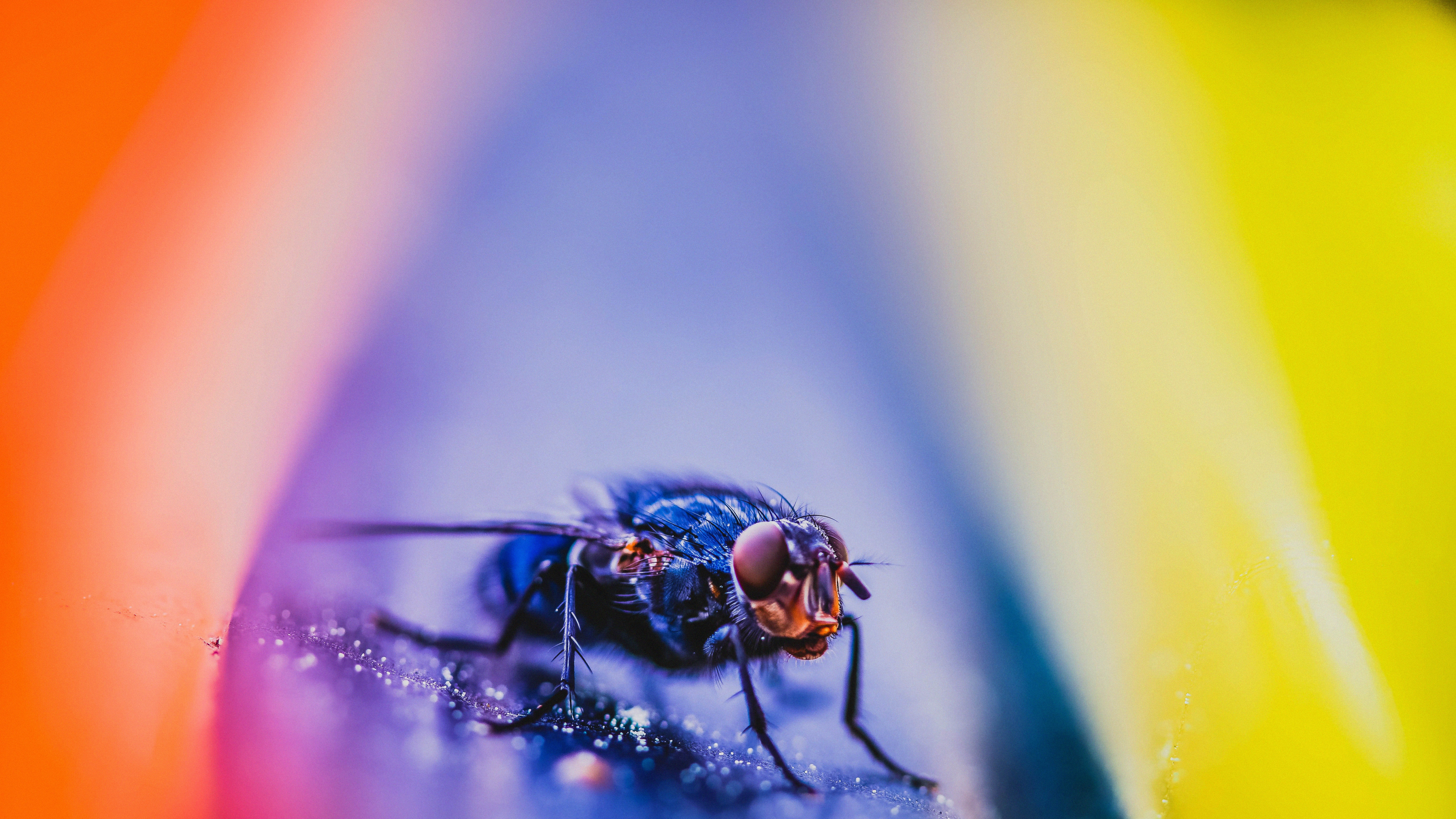 Black Fly Perched on Yellow and Pink Surface in Close up Photography. Wallpaper in 3840x2160 Resolution