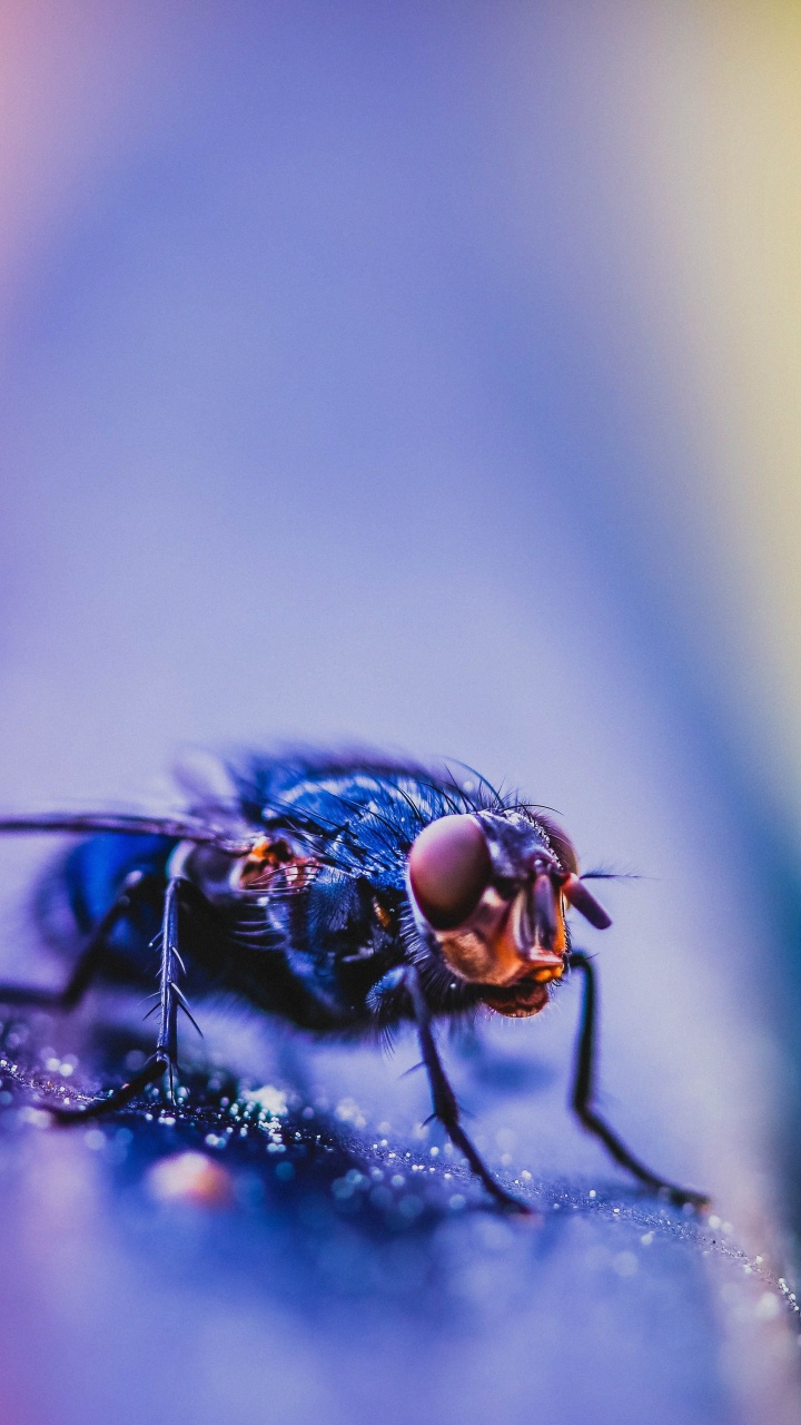 Black Fly Perched on Yellow and Pink Surface in Close up Photography. Wallpaper in 720x1280 Resolution