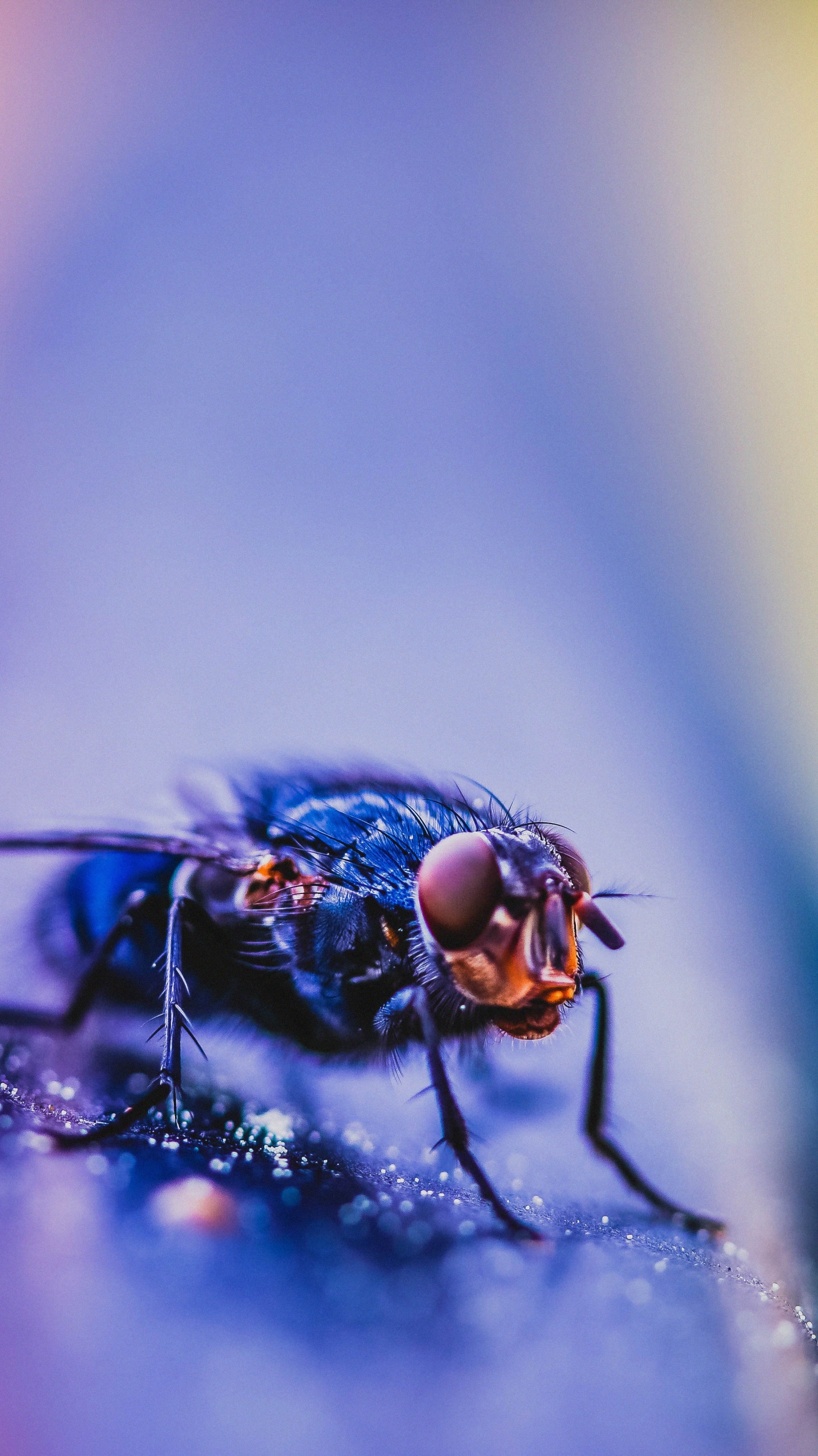 Schwarze Fliege Thront Auf Gelber Und Rosa Oberfläche in Nahaufnahmen. Wallpaper in 1440x2560 Resolution