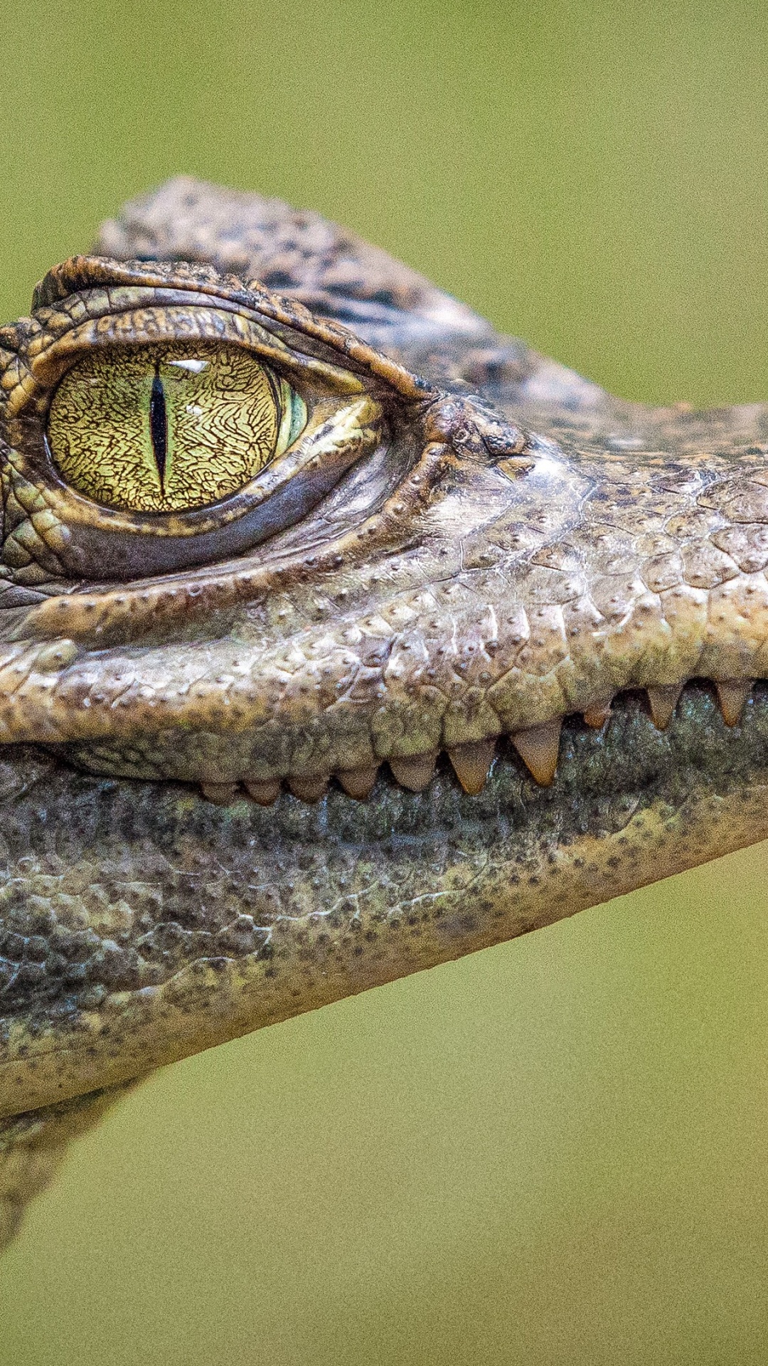 NiL Krokodil, Salzwasserkrokodil, Crocodile, Tierrechte, Amerikanisches Krokodil. Wallpaper in 1080x1920 Resolution