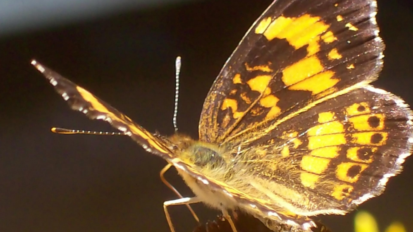 Yellow and Black Butterfly on White Flower. Wallpaper in 1366x768 Resolution