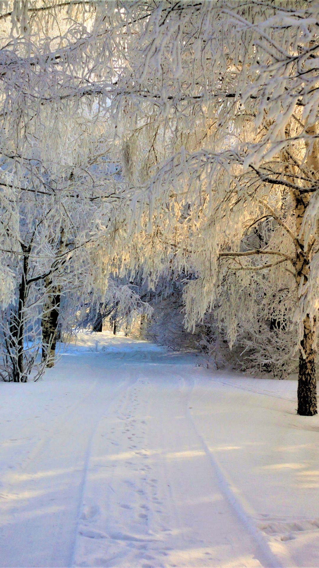 Arbres Couverts de Neige Pendant la Journée. Wallpaper in 1080x1920 Resolution